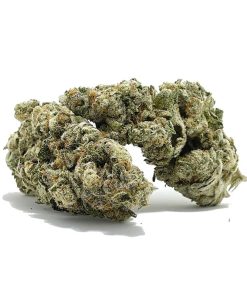 Miracle Alien Cookies #1 AAAAA