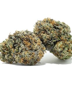 Purple God Strain AAA