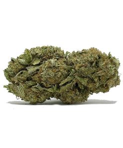 Purple Sour Diesel AA